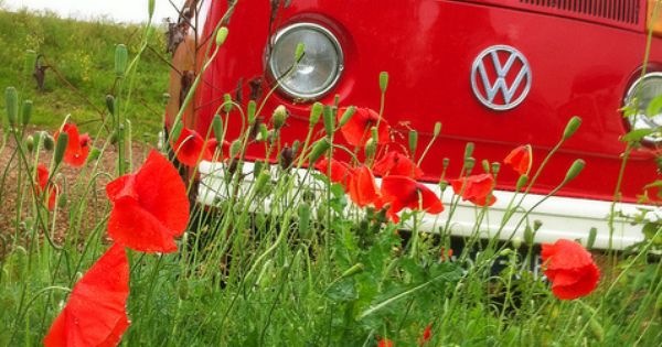 Volkswagen automobile - Betsy between the poppy flowers...
